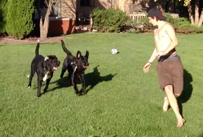 Two XL dogs playing on the Double Dog Run system
