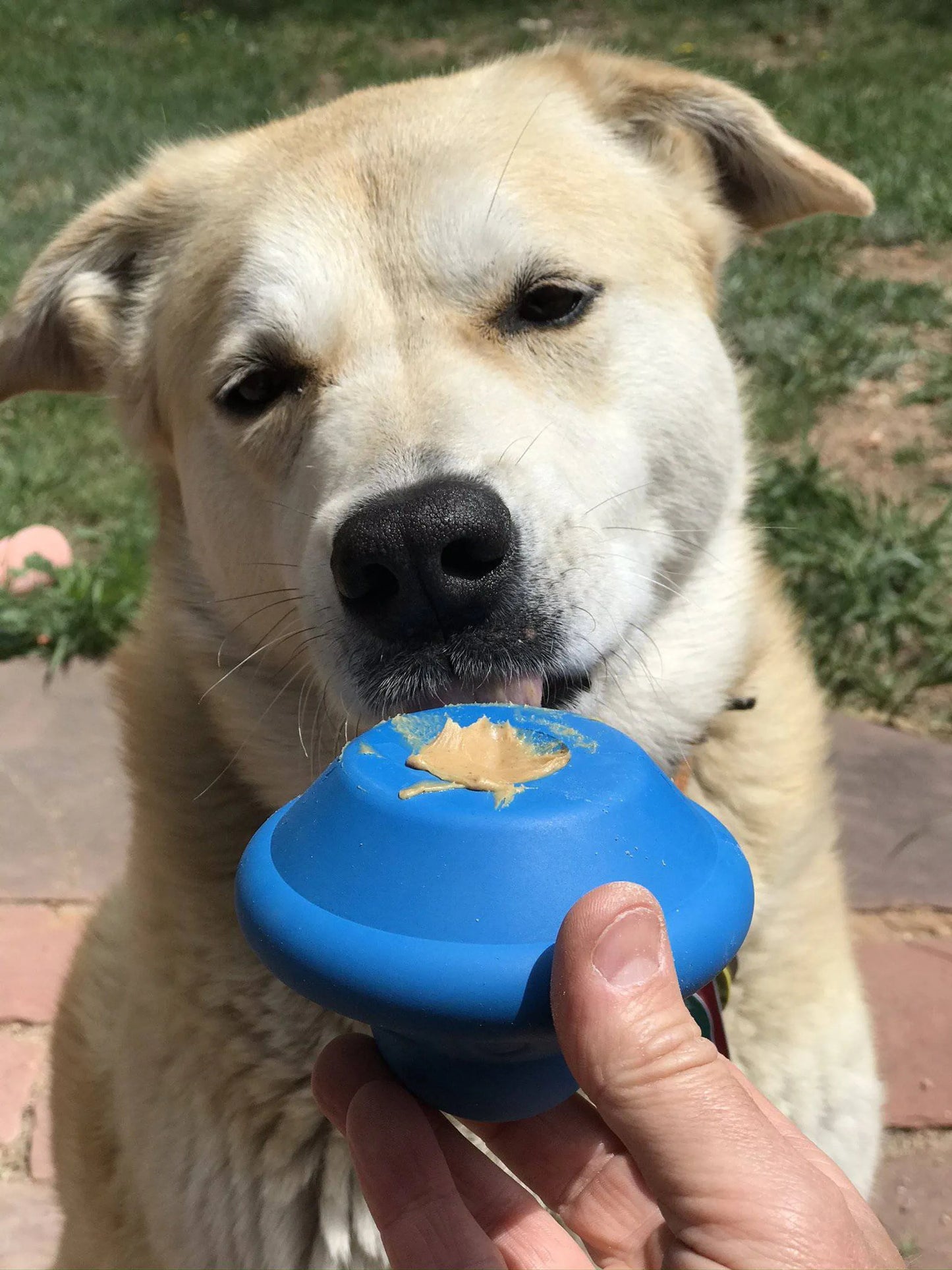 UFO Rubber Dog Chew Toy and Treat Dispenser
