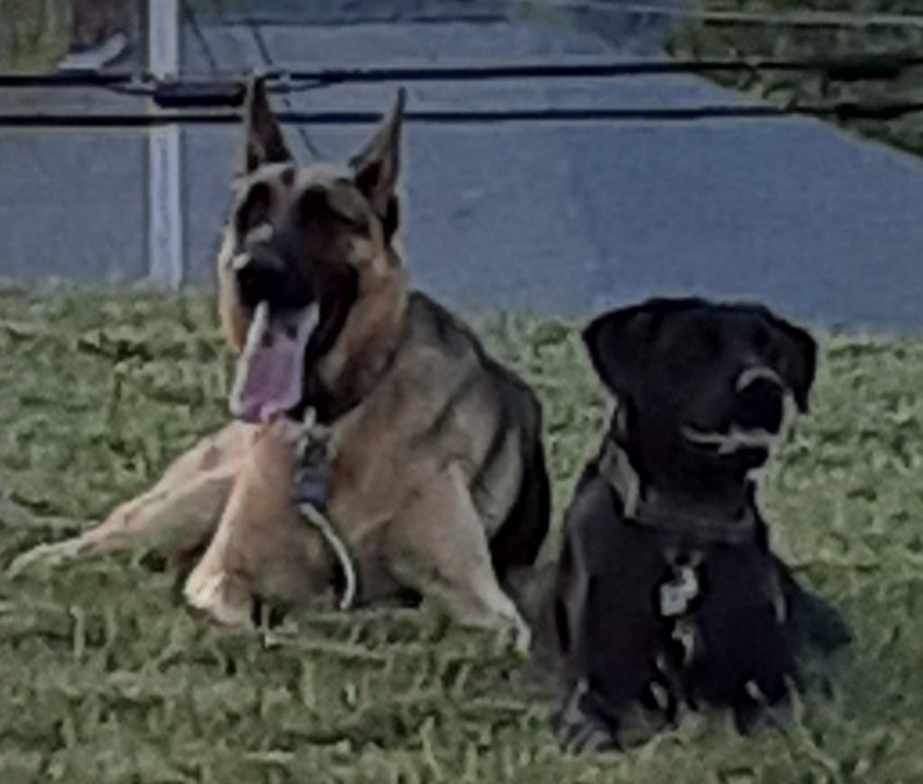 large and XL dogs love the Double Dog Run Heavy-duty dog tie out stake and tanlgle-free dog tie out stake system