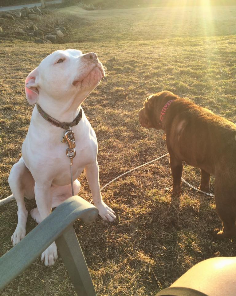 Best Dog Tie Out for Large and XL dogs - Double Dog Run can be used with heavy-duty dogs and breeds such as Pitbulls