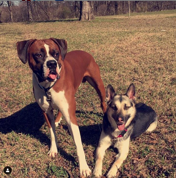 Boxer and shepard mix on Double Dog Run system XL Dog Tie out and two heavy-duty dog cables. Keep dogs from getting tangled by using the Double Dog run for large and XL dogs.