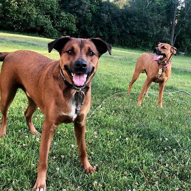 What is the Strongest Dog Tie Out Stake?