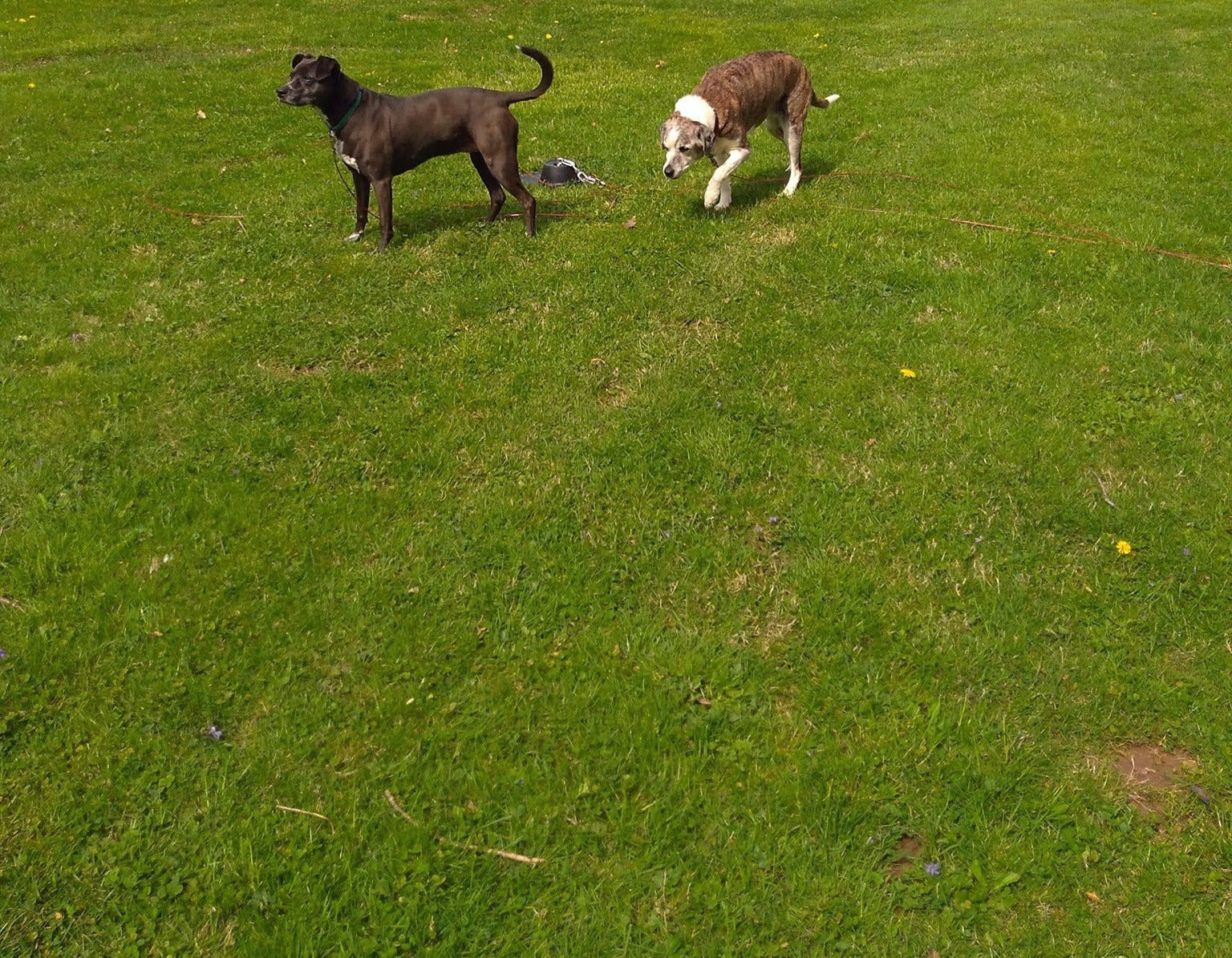 Double Dog Run Product Two dogs on tie out stake no tangle heavy duty dog stake
